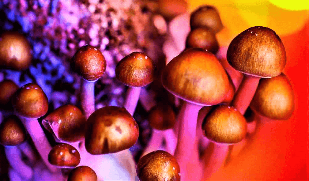 Что нужно знать при передозировке грибами?