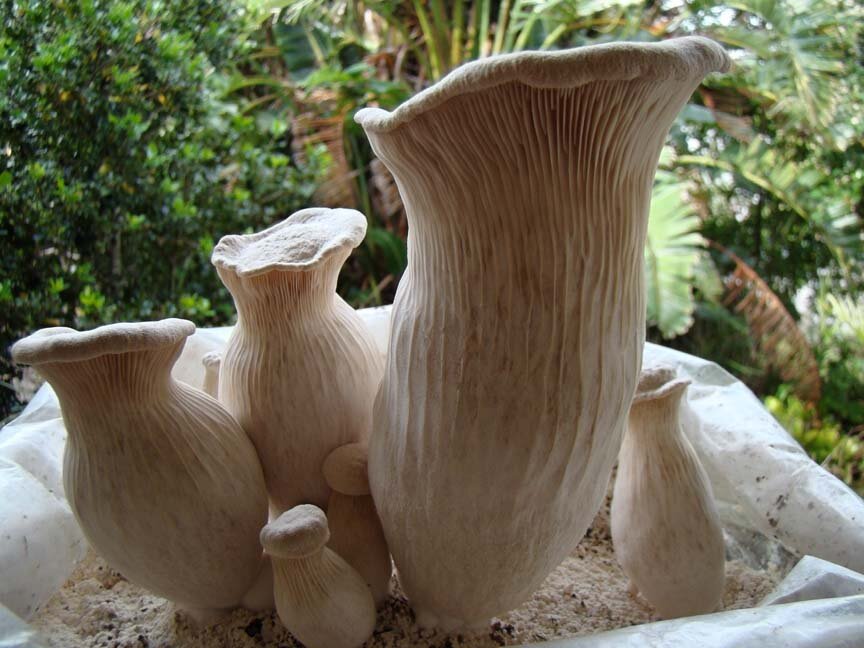 Вёшенка небродийская, чаудинский белый гриб, Pleurotus nebrodensis