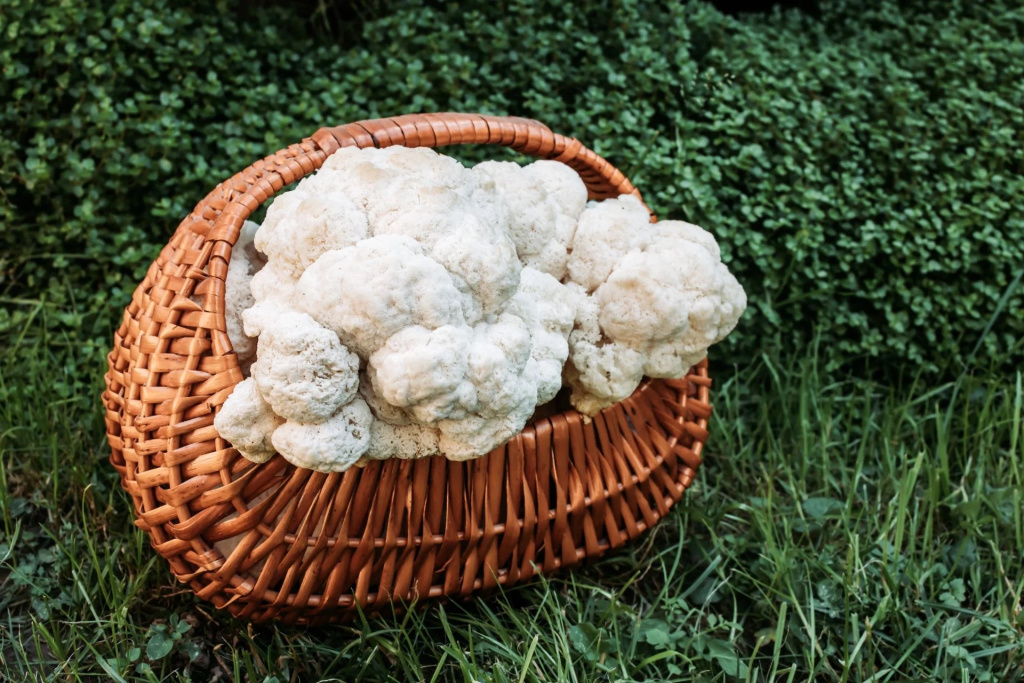 ежовик гребенчатый