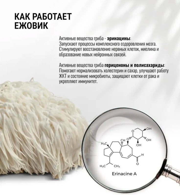 Мицелий ежовика гребенчатого