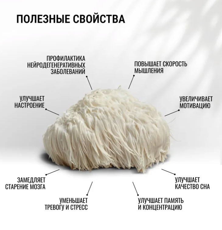 Мицелий ежовика гребенчатого